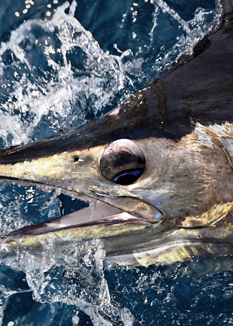 Marlin 10 2 Sharpen Ai Stabilize Photography Art | Fly Fishing Portraits