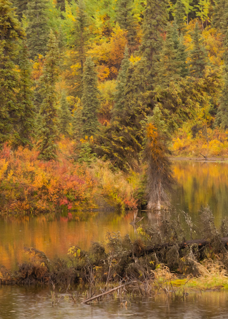 Fall colors surround pond in Alaska