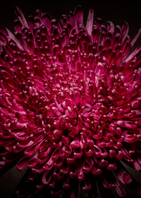 The Anemone Photography Art | BPB Photography