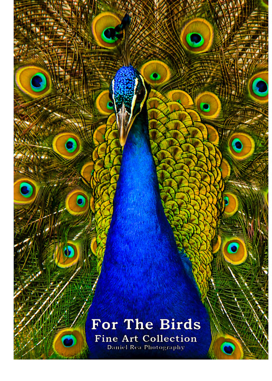 For The Birds II  - Calendars | Fine Art Photography by Daniel Rea