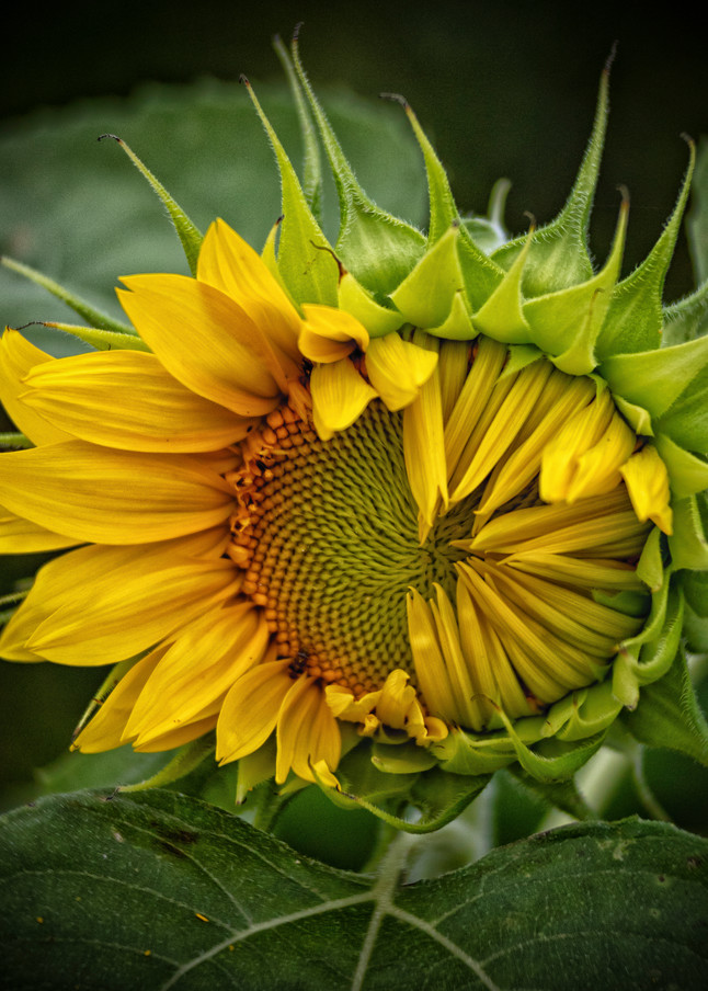 Sunflower Peeking Photography Art | BPB Photography