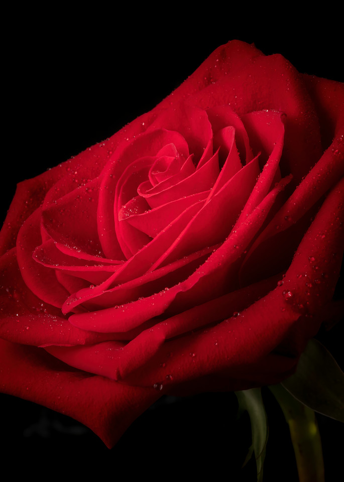 Spot Light On A Rose Photography Art | BPB Photography