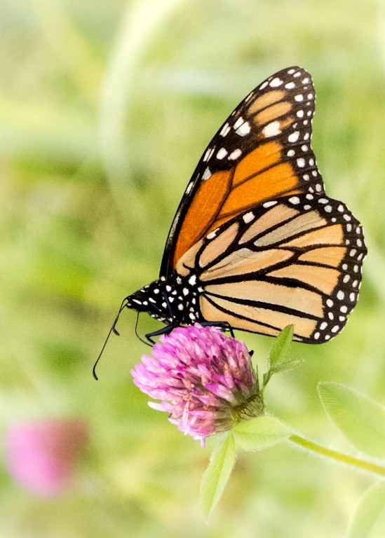 Monarch Butterfly  Photography Art | PS Morahan