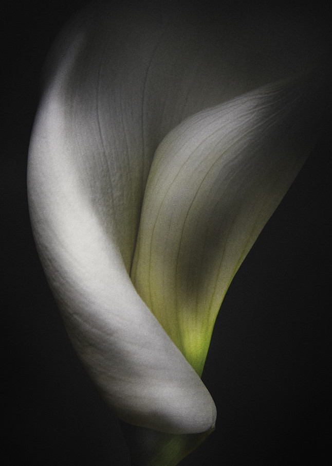 Calla Lily Photography Art | Ralph Palumbo