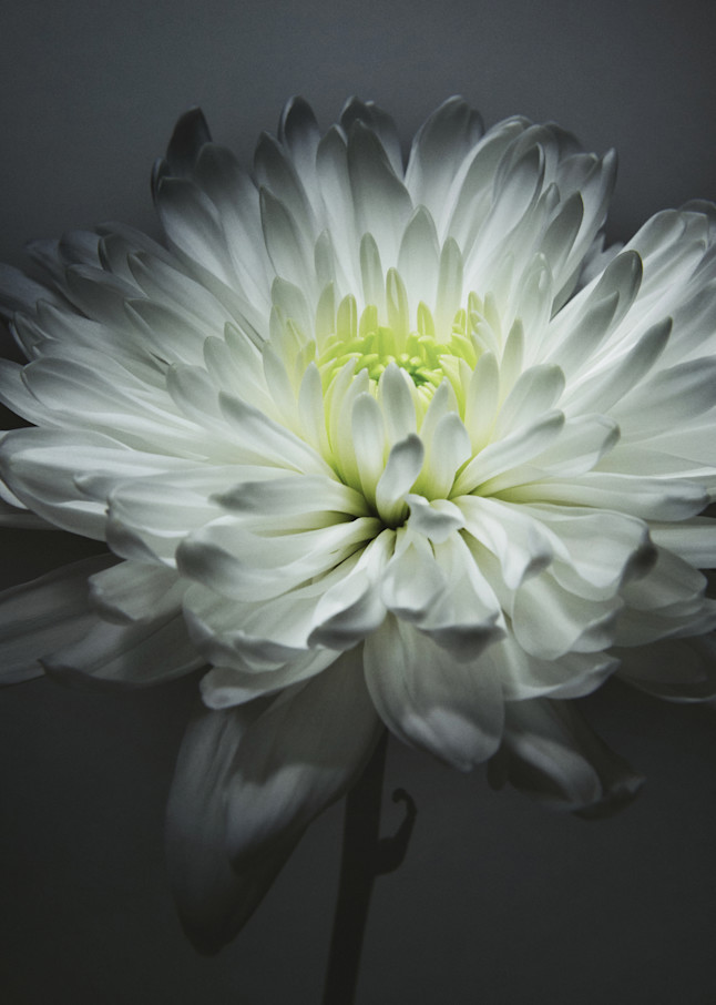 Chrysanthemum V2 Photography Art | Ralph Palumbo