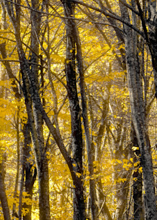 Autumn In The Blue Ridge Mountains