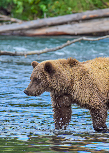 Grizzly Searching The Kenai River Photography Art | Justin Parker Nature Photography