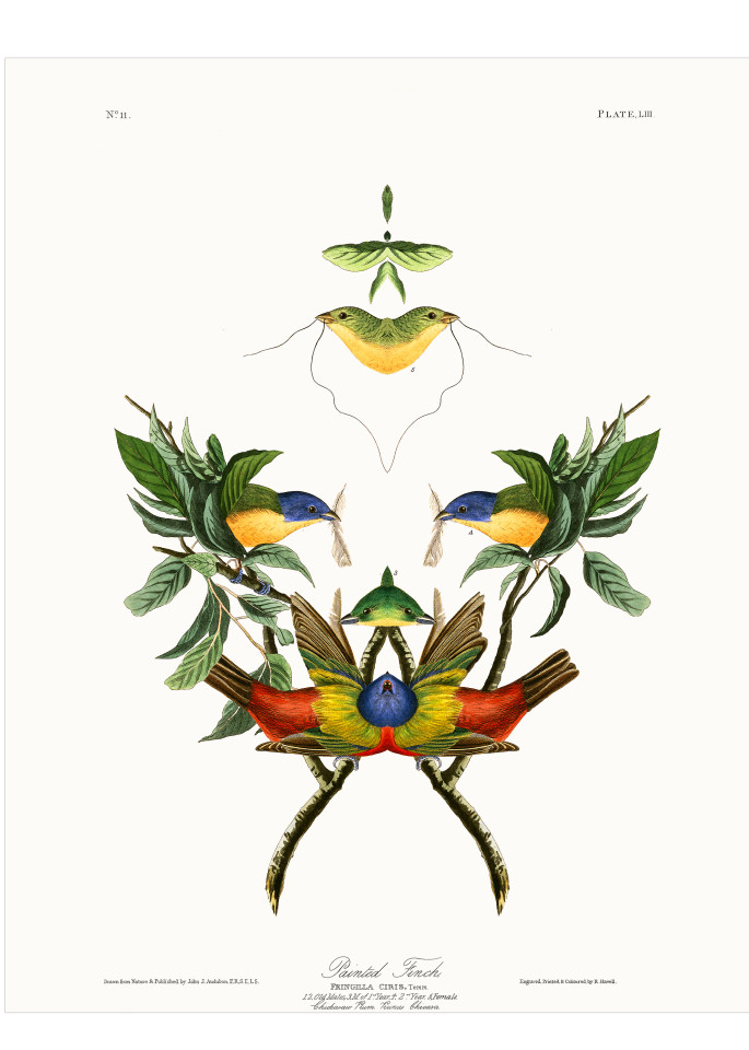 Audubon Redux Plate 53 Art | Douglas D, Prince