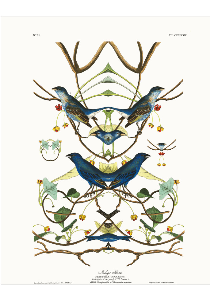 Audubon Redux Plate 74 Art | Douglas D, Prince