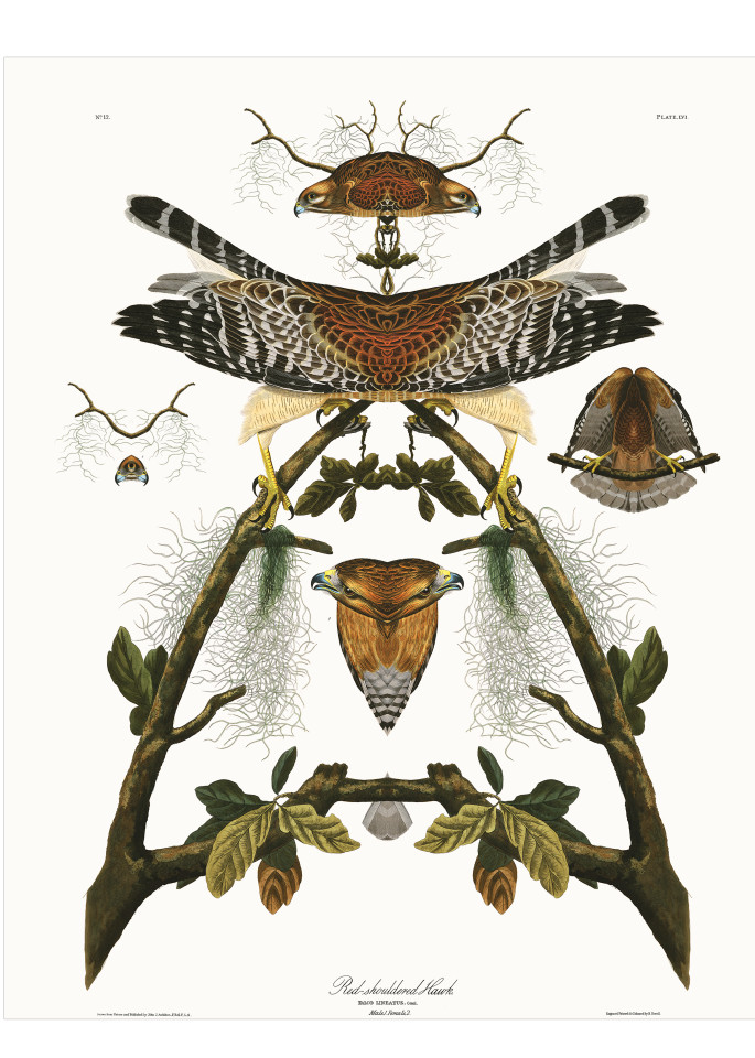 Audubon Redux Plate 56 Art | Douglas D, Prince
