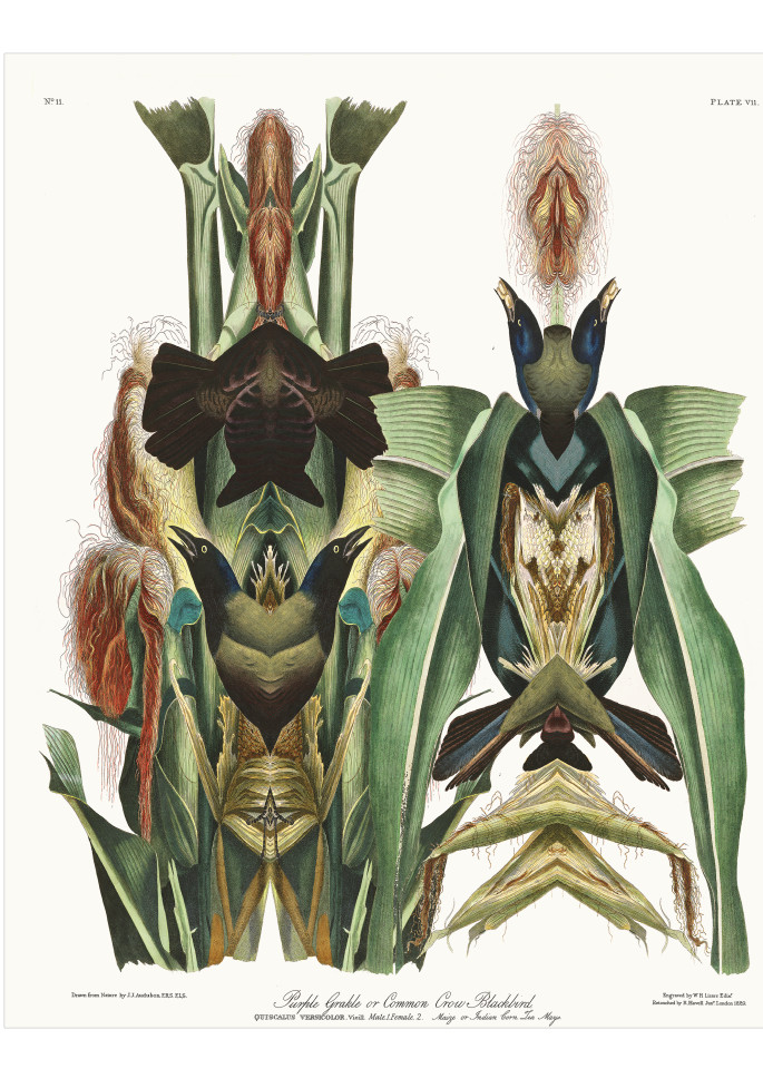 Audubon Redux Plate 07 Art | Douglas D, Prince