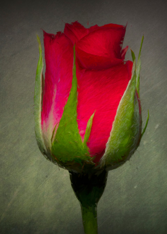 Mini Rose  Photography Art | BPB Photography