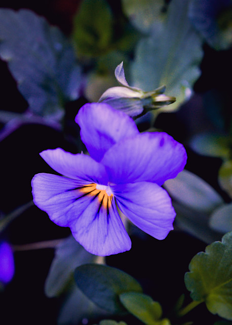  Purple Flower Photography Art | John's Photos