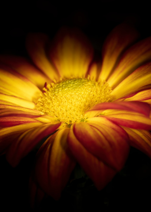 Top Of The Mum Photography Art | BPB Photography