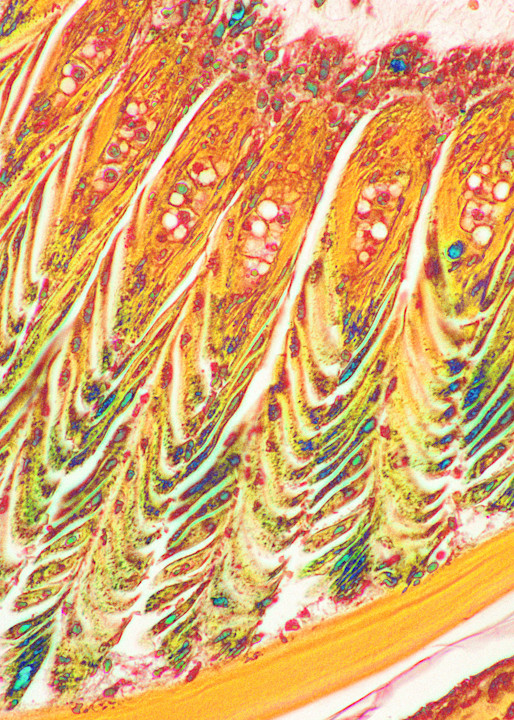 Vet Artwork - Molecular follicle of a feather. 