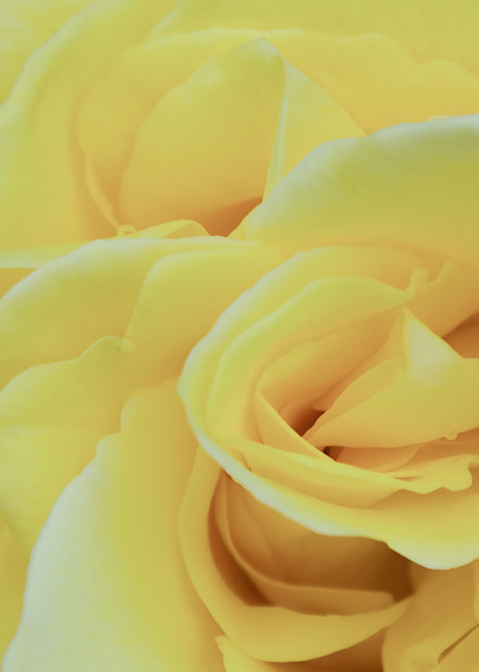 Yellow Rose Photography Art | Kathleen Messmer Photography
