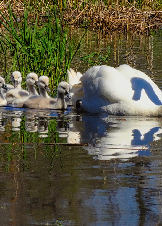 1 1 11 Mute Swan And Cygnets Photography Art | Nature Pics By Andrew