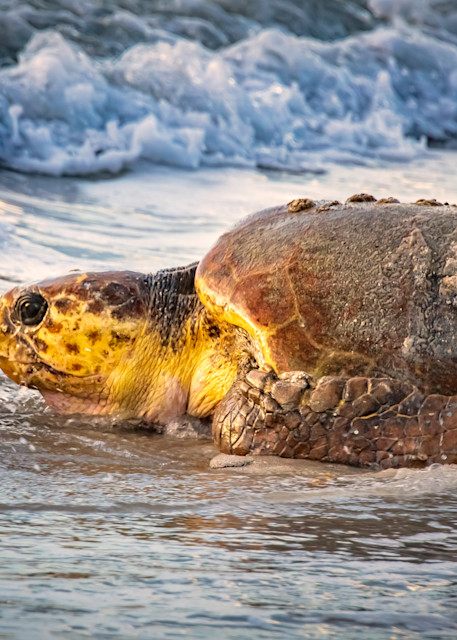 rpgphotography wildlife sea turtle