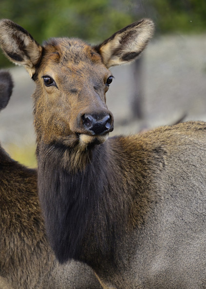 Elk In Front Of Mirror In Yellowstone Photography Art | Fly Fishing Portraits