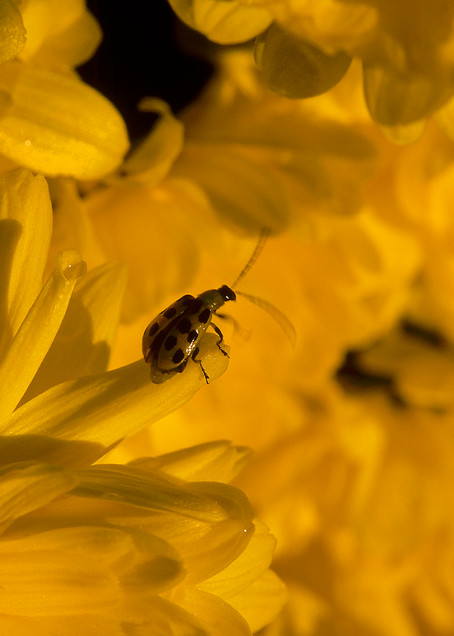 yellow lady bug