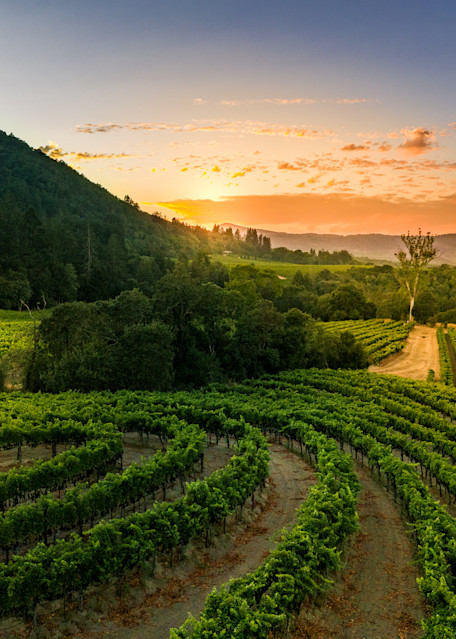 Vineyard sunset in Sonoma Valley