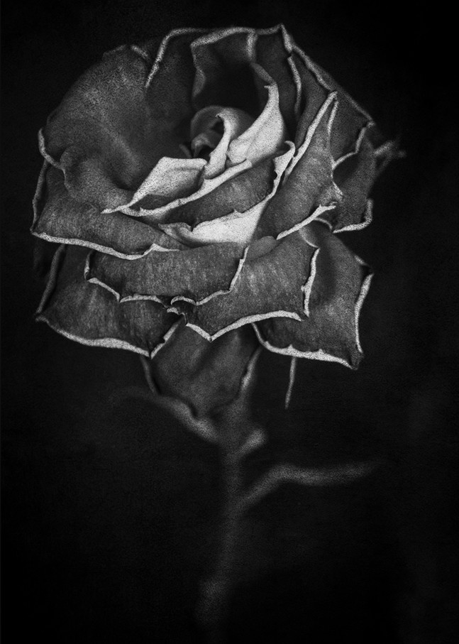 Withered Rose Photography Art | Lori Ballard Photography
