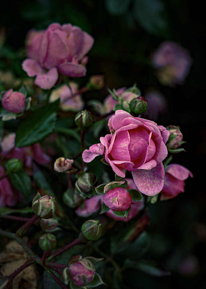 Coming Up Roses Photography Art | Steve Genatossio Photo