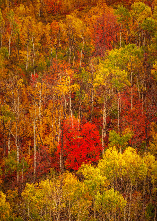 wasatch peak fall color abstract