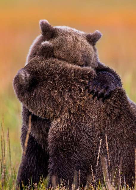 Bear Hug Alaska Bear Cubs Wall Art Home Decor