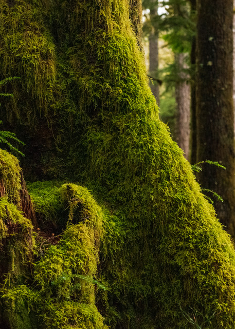 Singing Moss Photography Art | Call of the Mountains Photography