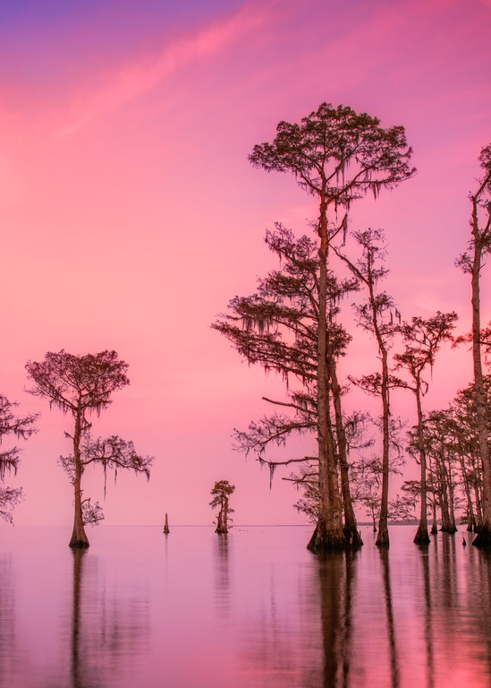 Moody Maurepas - Louisiana swamp fine-art photography prints