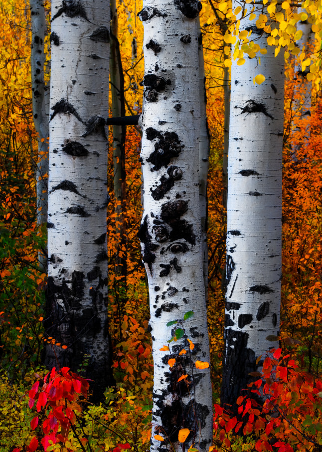 Tree Calendar Photography Art | Ken Smith Gallery