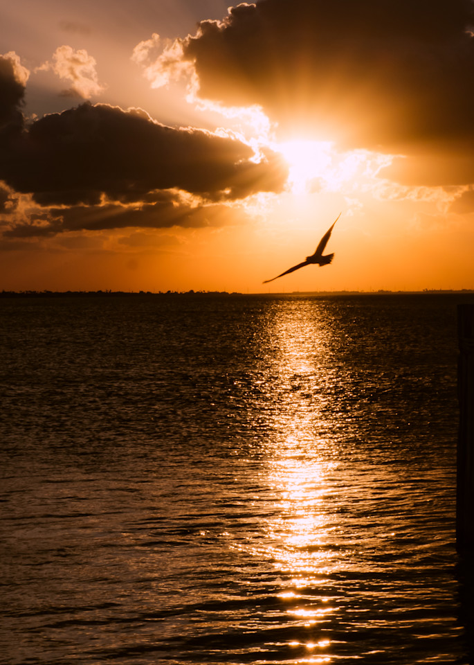 Sunset with Pelican at South Padre Island