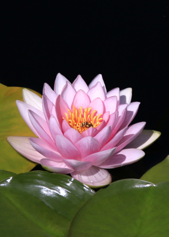 Ornament  Pink Water Lily  Oqa 166 4001 Art | Drawn To Nature