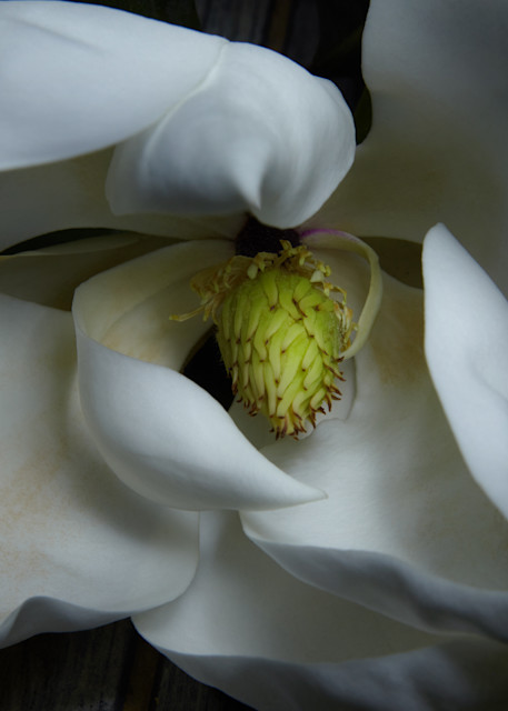 Magnolia V2 Photography Art | Ralph Palumbo