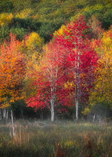 Acadia Fall Color Art | Taylor Photography