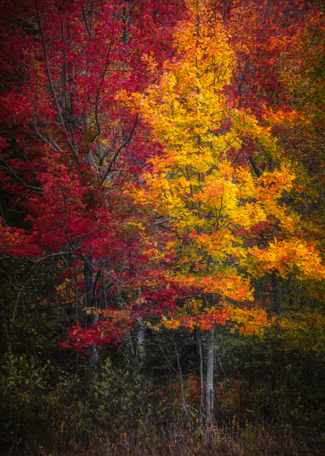 Fall Color At Schooner Head Marsh Art | Taylor Photography