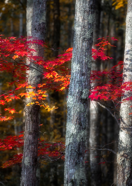 Acadia Maple I Art | Taylor Photography