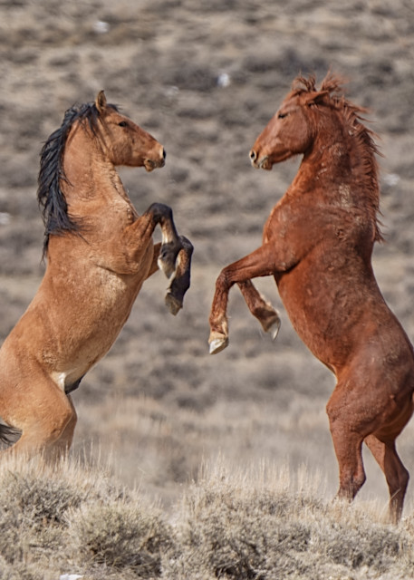 Dancing Stallions Photography Art | David W Schafer