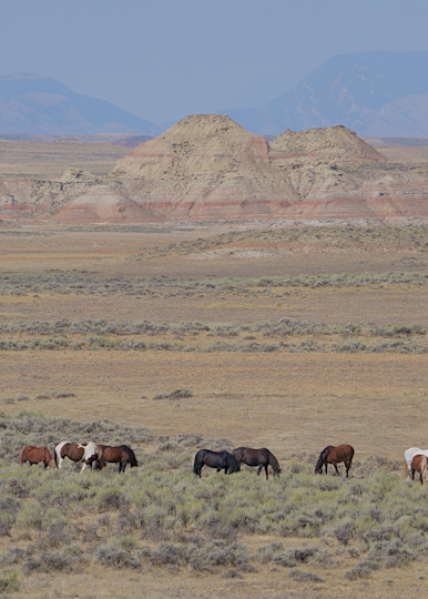 Mc Cullough Peaks Wild Horse Range Photography Art | David W Schafer