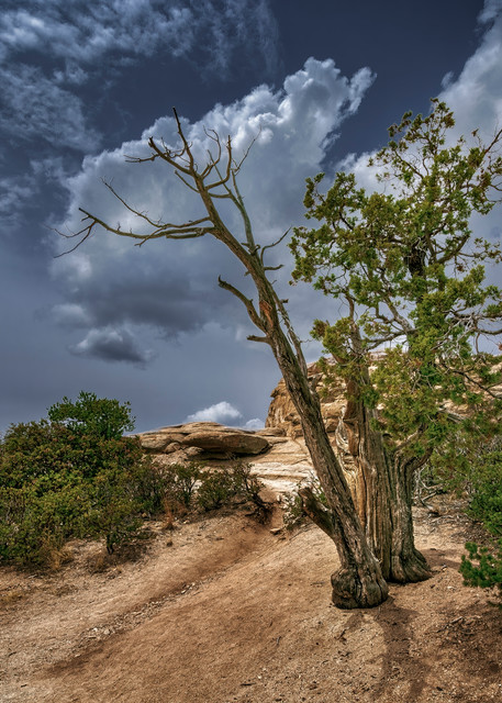 The Dreaming Tree   Arizona Photography Art | Kendall Photography & Fine Art