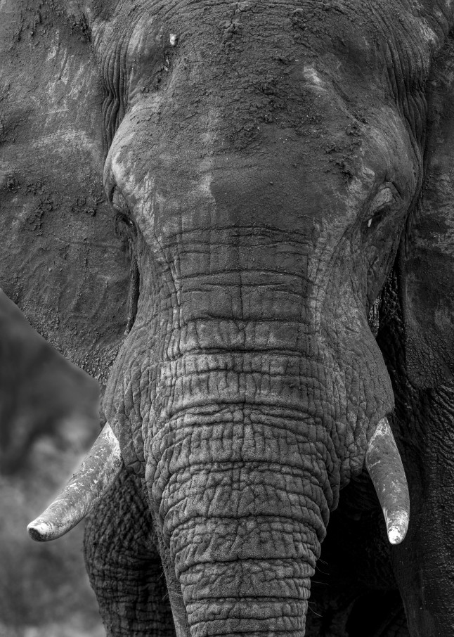 Elephant 11 M Photography Art | Mark Nissenbaum Photography