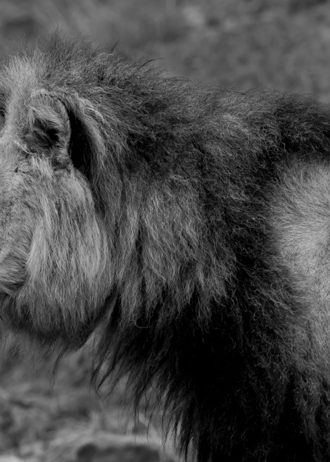African Lion M2 Photography Art | Mark Nissenbaum Photography
