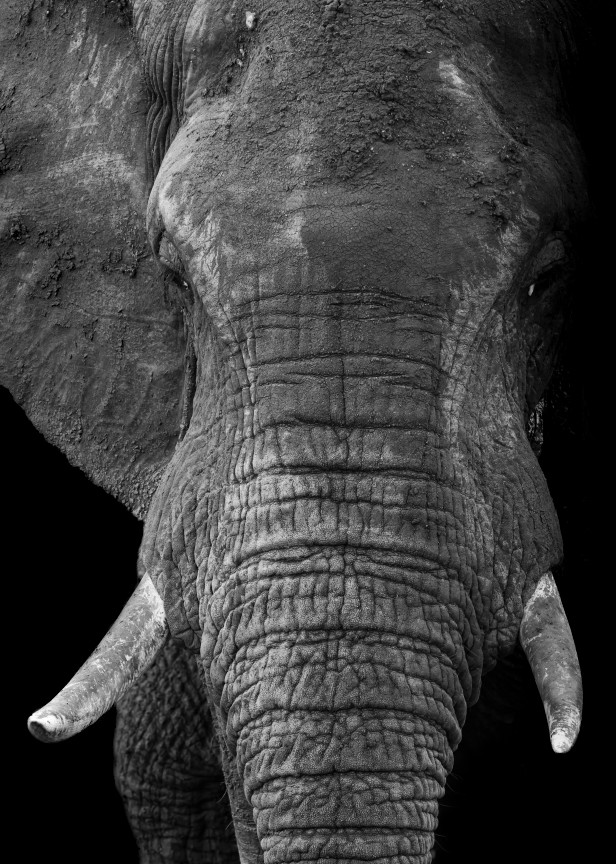Elephant 10 M Photography Art | Mark Nissenbaum Photography