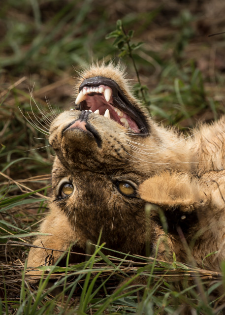 African Lion 12 Photography Art | Mark Nissenbaum Photography