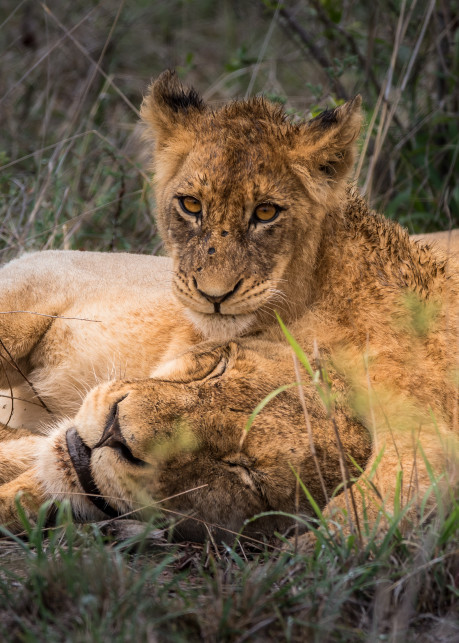 African Lion 10 Photography Art | Mark Nissenbaum Photography