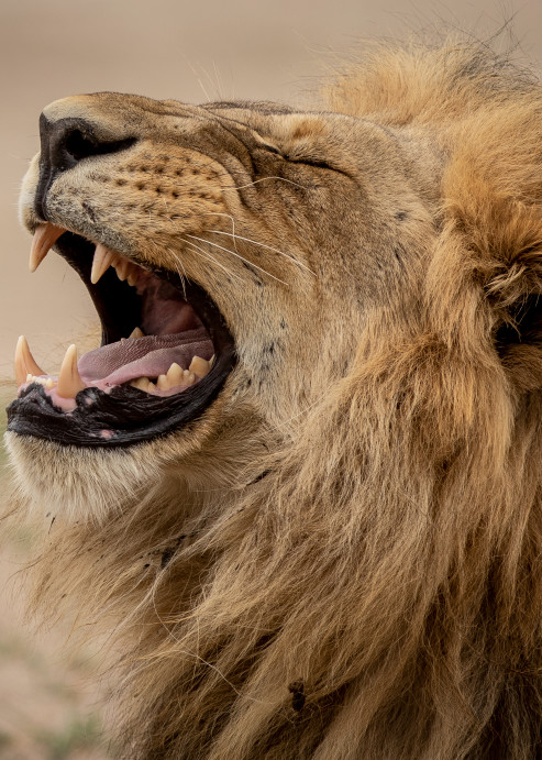 African Lion 2 Photography Art | Mark Nissenbaum Photography