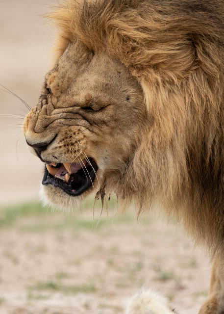 African Lion 7 Photography Art | Mark Nissenbaum Photography