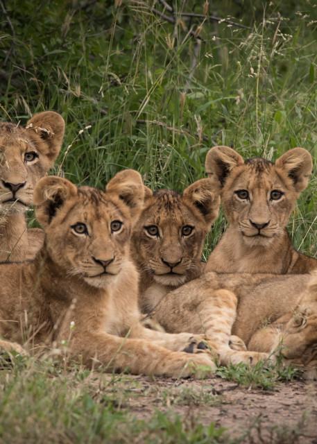 African Lion 9 Photography Art | Mark Nissenbaum Photography