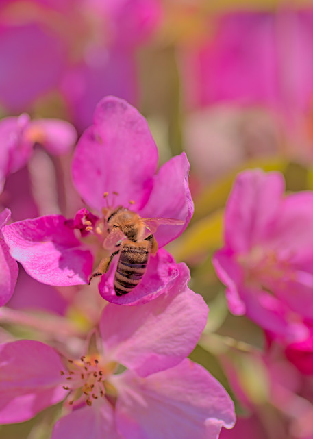 Vo   Apple Tree Paradise For Bees Art | Open Range Images